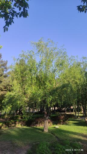 عکس 2 — پارک آزادگان