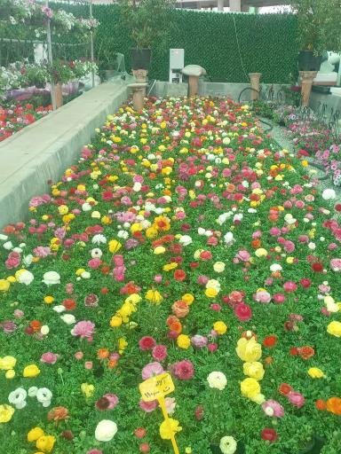 عکس 8 — باغ ارغوان