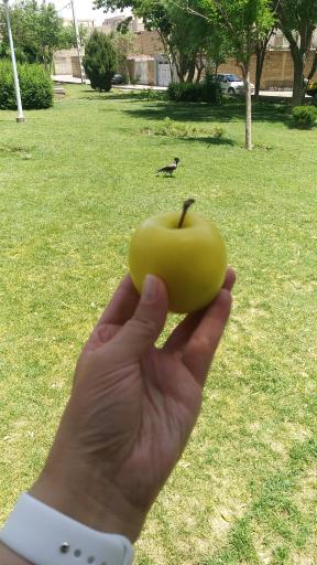 عکس 4 — بوستان شهدای کنگاز