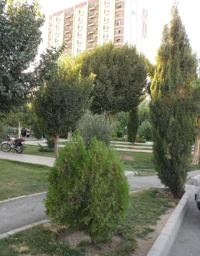 عکس 5 — پارک بنفشه