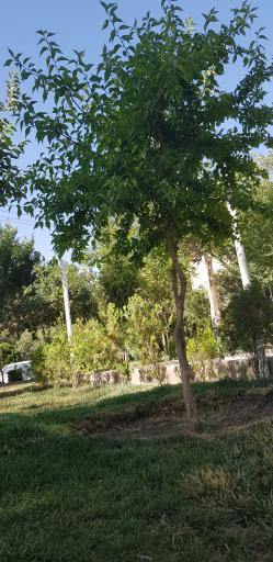 عکس 5 — بوستان صفا