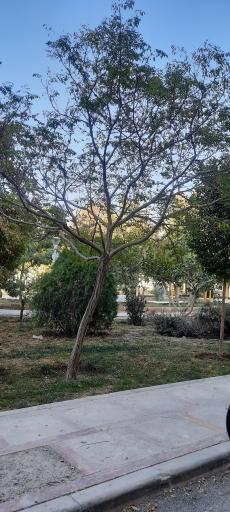 عکس 3 — پارک گلبرگ