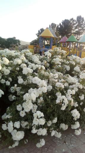 عکس 7 — پارک