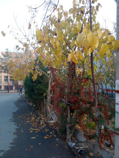عکس 8 — پارک محلی اندیشه