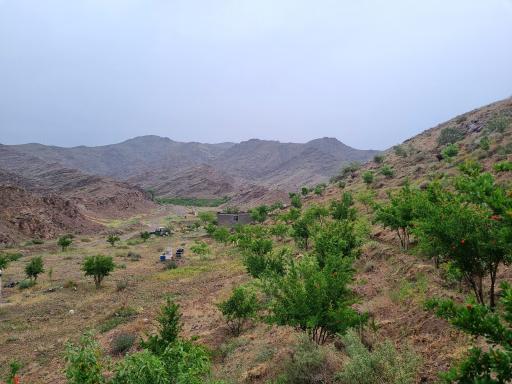عکس 3 — نهالستان مهدی کلهر