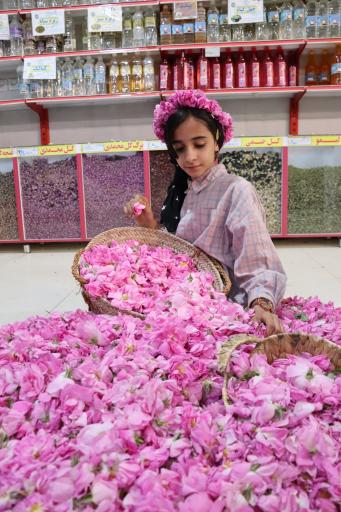 عکس 1 — گلابگیری فدک باغشهر