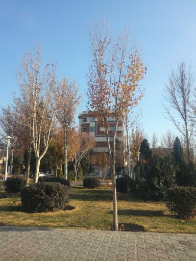عکس 2 — فضای سبز نگارستان