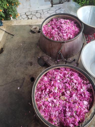 عکس 3 — گلابگیری سنتی باغ بهشت