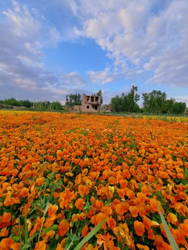 عکس 6 — بیشه ناژوان