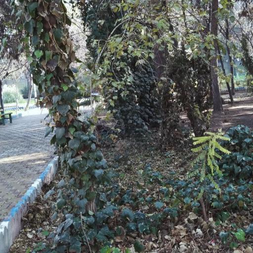 عکس 5 — مجموعه تفریحی ورزشی مهربانو کاشان