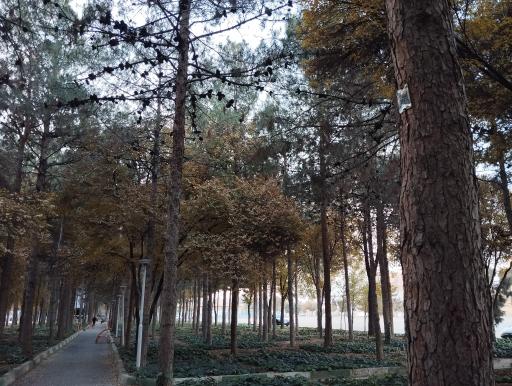 عکس 7 — بوستان ارشاد