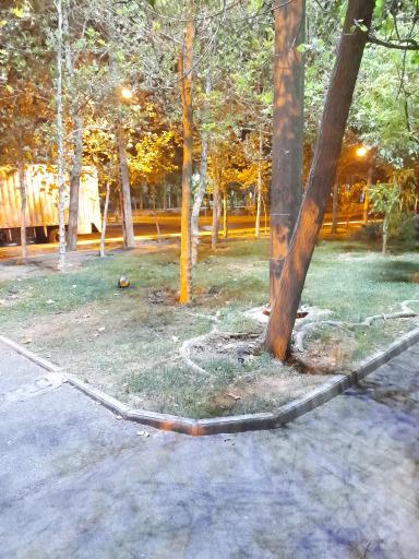عکس 5 — پارک شهید پرویز ناظمی
