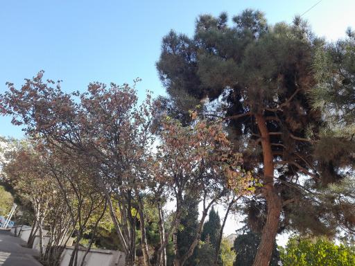 بوستان شقایق مهر