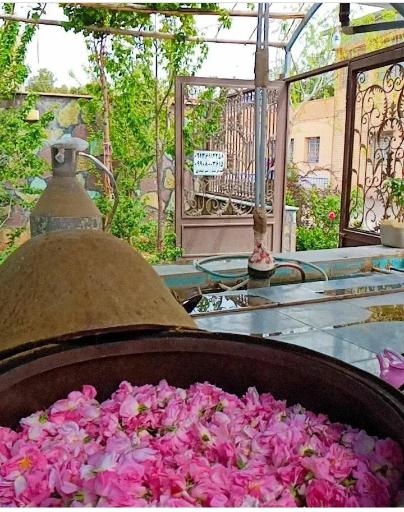 عکس 3 — گلاب گیری سنتی و باغ گل میراث گل کعبه