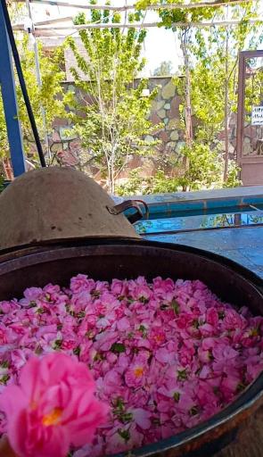 عکس 6 — گلاب گیری سنتی و باغ گل میراث گل کعبه