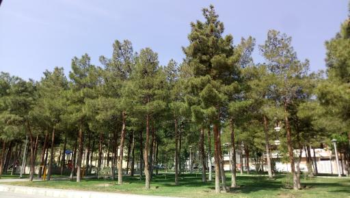 عکس 2 — بوستان کاج 4