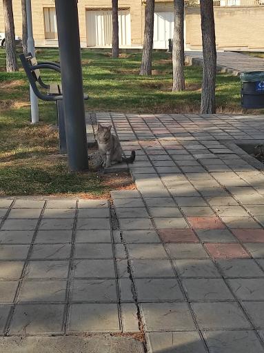 بوستان کاج 2