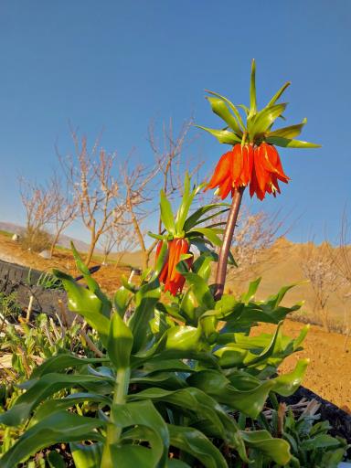 باغ اسکندری