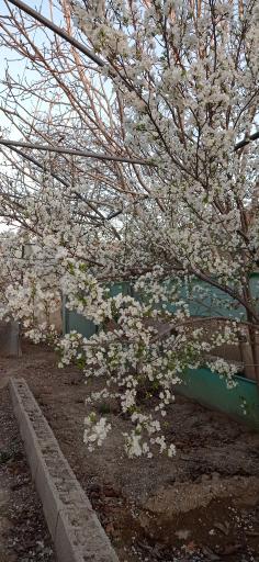 عکس 7 — باغ و گلخانه شهریار