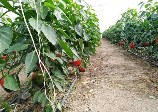 عکس 7 — گلخانه غدیر بوستان