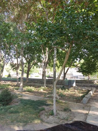 عکس 9 — بوستان گل محمدی
