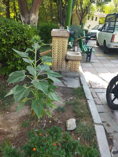 آبخوری شماره1بوستان اقاقیا