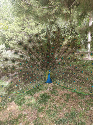 عکس 5 — باغ پرندگان ناژوان