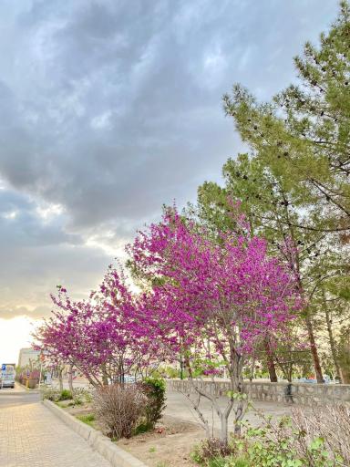 عکس 2 — پارک جنگلی هما