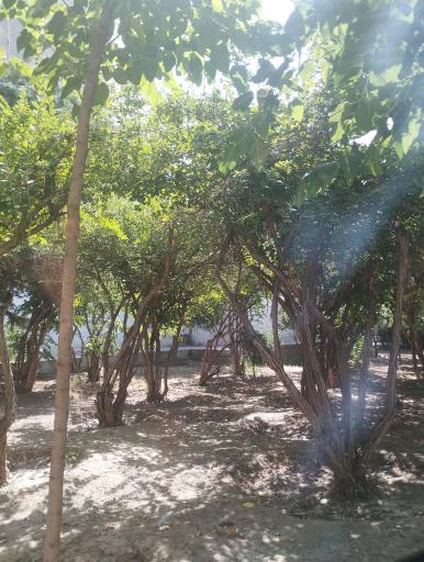 عکس 4 — بوستان علوی