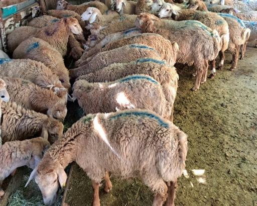 عکس 1 — مرکز خرید دام زنده گوسفند زنده