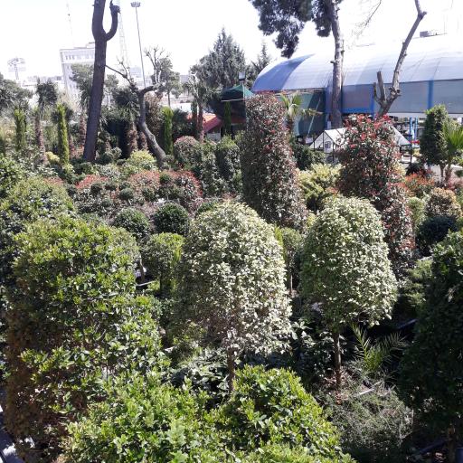 عکس 9 — باغ گل رضوان