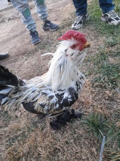 عکس 7 — بازار پرندگان خلیج فارس