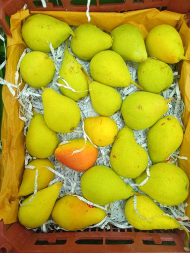 عکس 1 — بازار بزرگ میوه و تره بار میگون