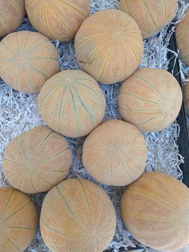 عکس 3 — بازار بزرگ میوه و تره بار میگون