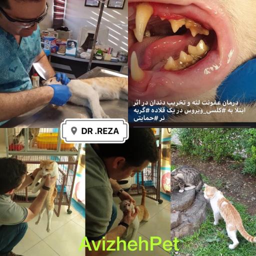 کلینیک دامپزشکی آویژه پت