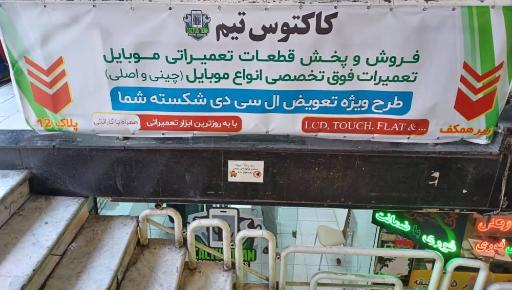 کاکتوس تیم