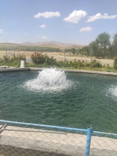 عکس 3 — کباب ماهی گلستانی
