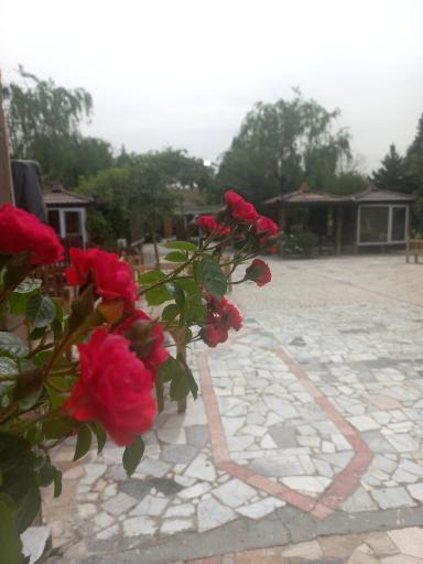 عکس 9 — باغ رستوران ارگ